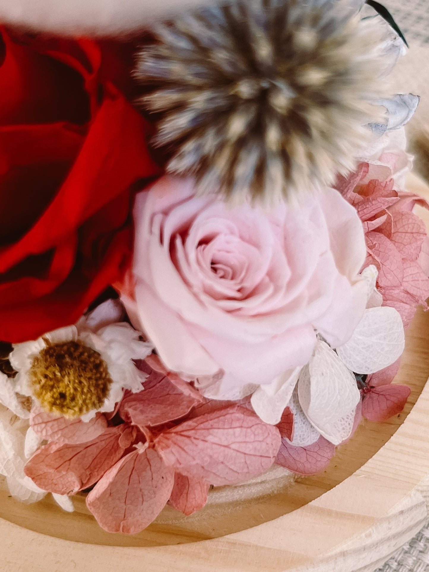 Preserved flower Glass Dome #18 - Red Muse
