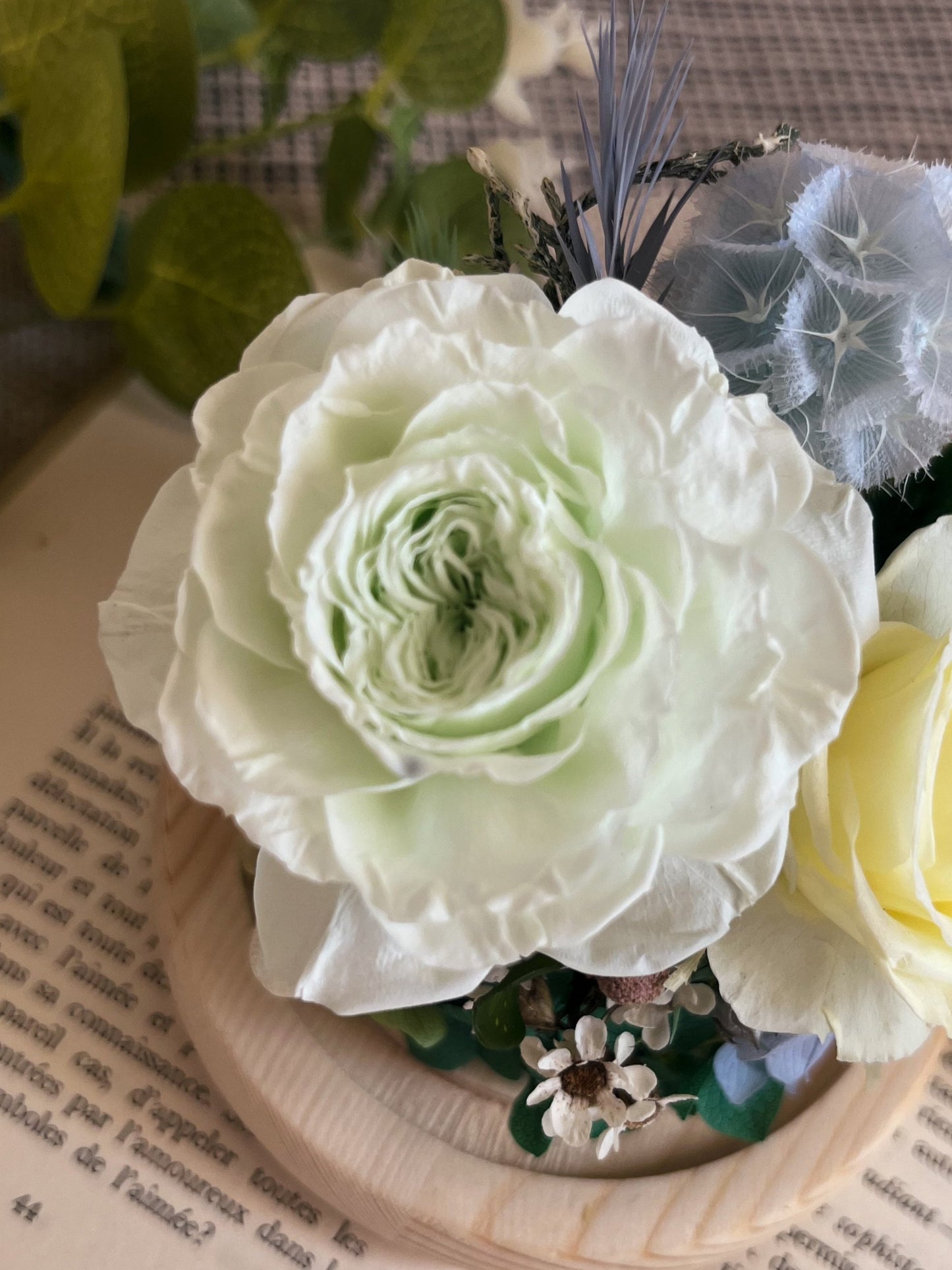 Preserved flower Glass Dome #22 - Portland Rosette (LED Base)